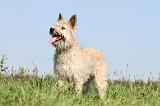 BOUVIER DES ARDENNES 116